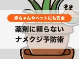 【薬剤を使わないナメクジ対策】子どもやペットがいても安心！庭や家庭菜園からナメクジを遠ざける方法
