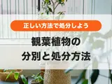 観葉植物を処分するには？正しい分別と処分方法を徹底解説