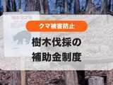 クマ被害増加🐻被害防止のための樹木伐採に補助金があるのをご存知ですか？