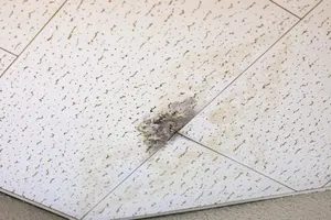 雨漏りでカビが発生！自分でできるカビの対処法