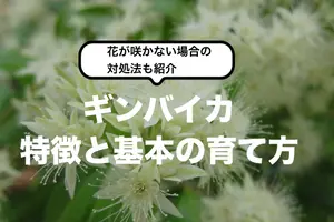 ギンバイカ（マートル）の育て方｜特徴や花が咲かない場合の対処法