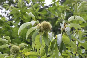 栗の木を自分で剪定！栗の剪定時期と年数別の剪定方法を紹介します