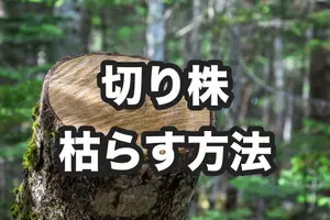 切り株を枯らす方法│除草剤を使った方法と切り株を放置するリスクを紹介