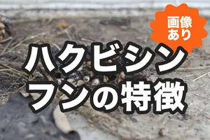 【画像付き】ハクビシンのフンの特徴は？｜ねぐらを見つけた時の対処法