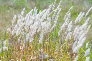 繁殖力が強い雑草「チガヤ」は5月前の駆除がベスト！特徴や自分でできる駆除方法を解説