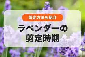 ラベンダーの剪定時期はいつ？｜剪定方法や注意点も