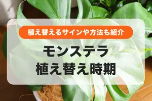 モンステラの植え替え時期は5月〜9月！植え替えるサインや方法