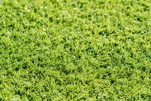 人工芝の寿命はどれくらい？　品質や敷き方により耐用年数に差が出る