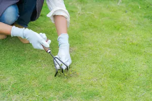 芝生の雑草をなんとかしたい！芝生に生える主な雑草の原因と対策を紹介