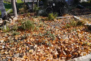 落ち葉掃除はどこに頼む？費用の目安や頼める場所を紹介