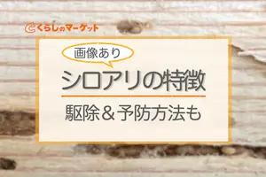 【画像あり】シロアリの特徴と見分け方を紹介！駆除や予防方法も