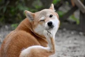 犬についたノミ・ダニの取り方｜見分け方と注意点