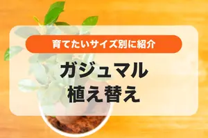 ガジュマルの植え替え｜大きくしたくない場合と大きくしたい場合