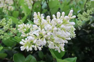 ネズミモチの生垣の作り方！剪定方法やうまく育たないときの原因も