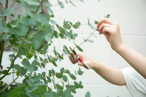 ユーカリってどうやって剪定するの？剪定の時期と2つの方法を紹介します