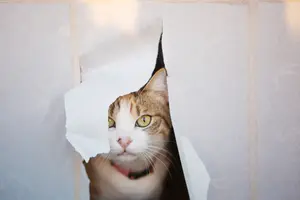 もう破られたくない！猫に障子を破られないための5つの対策