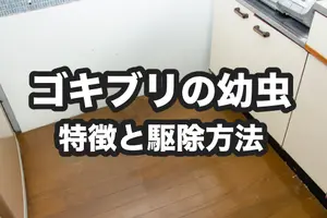ゴキブリの幼虫の特徴と効果的な駆除方法｜卵からかえる春は要注意