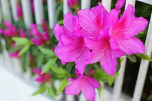 目隠しになる庭木の条件はコレ！視線対策におすすめの庭木3選と特徴を解説