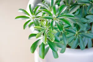 カポック（シェフレラ）はどうやって剪定するの？剪定の時期と方法を紹介