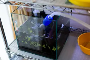 水槽掃除の基本手順とポイントを解説！｜水槽メンテナンスガイド