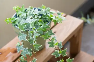 ベランダで観葉植物を楽しむ！置き方＆おすすめ3選【おうち時間充実】