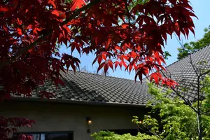 ヤマモミジを庭木で育ててみよう！美しく紅葉させるためのポイント