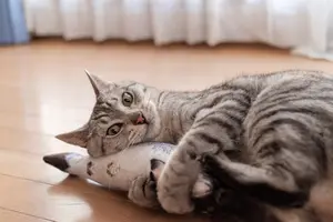 猫によるフローリングの傷｜防止方法4つと補修方法を紹介