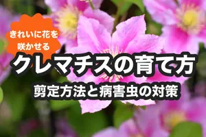 クレマチスの剪定｜種類別に異なる時期や方法、基本の育て方を徹底解説