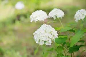 アナベルの剪定は簡単？アナベルの剪定の時期と方法を紹介