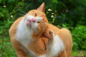 猫につくダニの種類とは？代表的な特徴と駆除方法