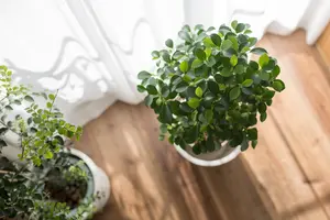 観葉植物を守る「植え替え」方法を解説！大事なサインと注意点