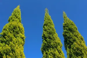 庭のゴールドクレストを抜根するには？切り株の抜根方法と選択肢を解説