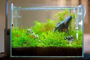 水槽レイアウトに欠かせない道具と材料の完全ガイド