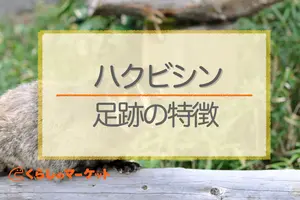ハクビシンの足跡の特徴【画像あり】他の害獣との見分け方も