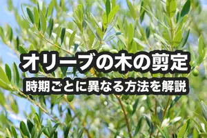 オリーブの木の剪定｜最適な時期、剪定の基本やコツとは