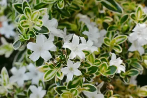 ハクチョウゲの生垣のお手入れ方法！うまく育たない原因も