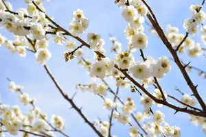 大きな梅の木を抜根したい時に考えること｜安全に伐採・抜根する方法とは