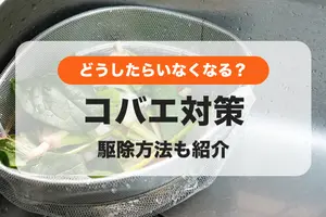 コバエ対策【実践例あり】原因と予防・駆除対策を確認してコバエを全滅