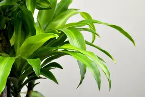 ドラセナの植え替え方法｜土や時期、植え替え後の水のやり方がポイント