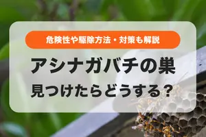 アシナガバチの巣を見つけらどうする？危険性や巣作り時期などの特徴や駆除方法も解説