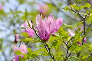 木蓮の花を楽しむための剪定方法｜正しい剪定時期と方法が重要！