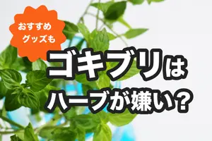 ゴキブリは「ハーブ」が嫌い？ゴキブリよけに効果的なハーブ4選と注意点