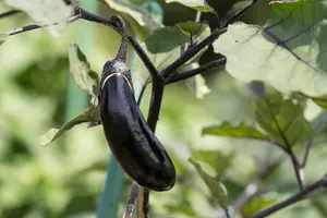 ナスの剪定は美味しい実の収穫のために必須！正しいやり方と注意点