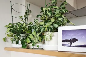 ポトスの植え替え方は簡単！きれいなフォルムに仕上げるコツ