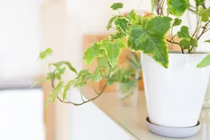 初心者にオススメ！育てやすい観葉植物6選と育て方のポイント