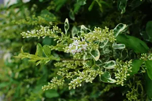 シルバープリペットの形は剪定で整えよう！剪定の方法と時期を紹介