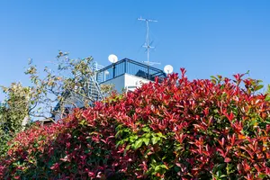 カナメモチの生垣の育て方！剪定方法やうまく育たないときの対処法も紹介