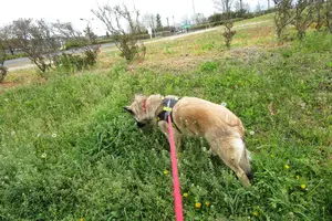 ノミはどこから家にくる？ 猫や犬だけでなく人が持ち込むことも！