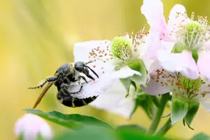 地蜂とは？特徴と遭遇したときの対処法｜巣を見つけても慌てない！