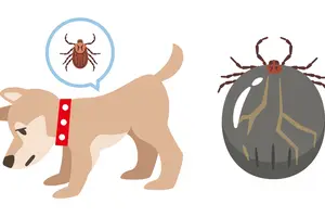 犬や猫のマダニは酢でポロリと取れる？！マダニの注意と取り方